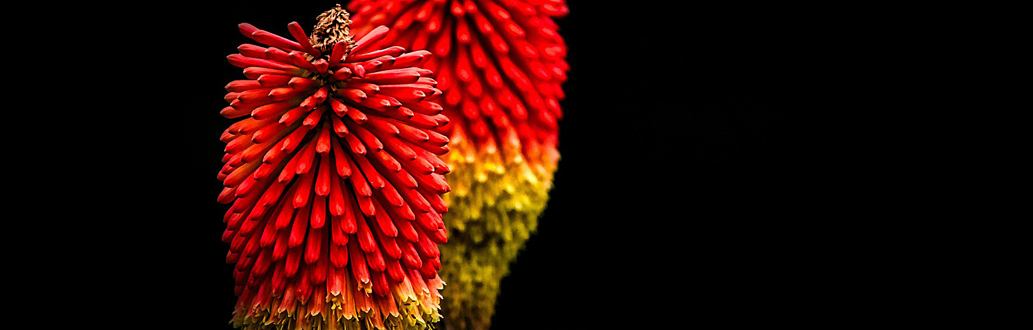 KNIPHOFIA JACKPOT