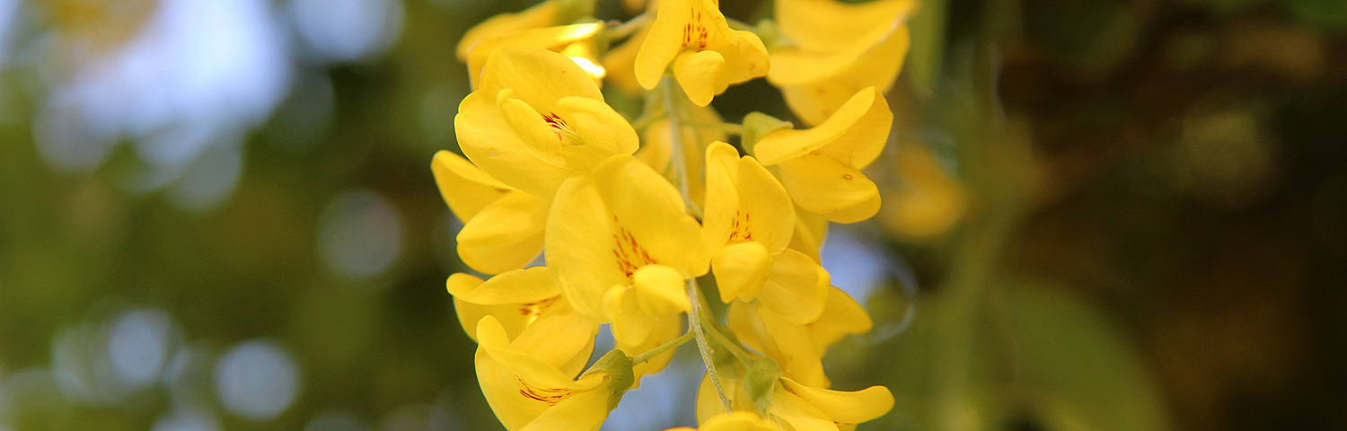 LABURNUM VOSSII