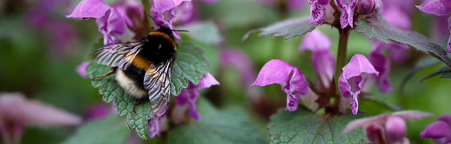 LAMIUM MAC GHOST
