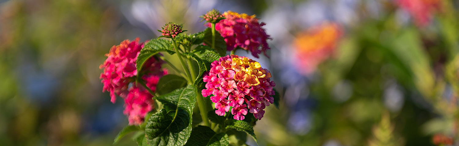 LANTANA LANDMARK CITRUS