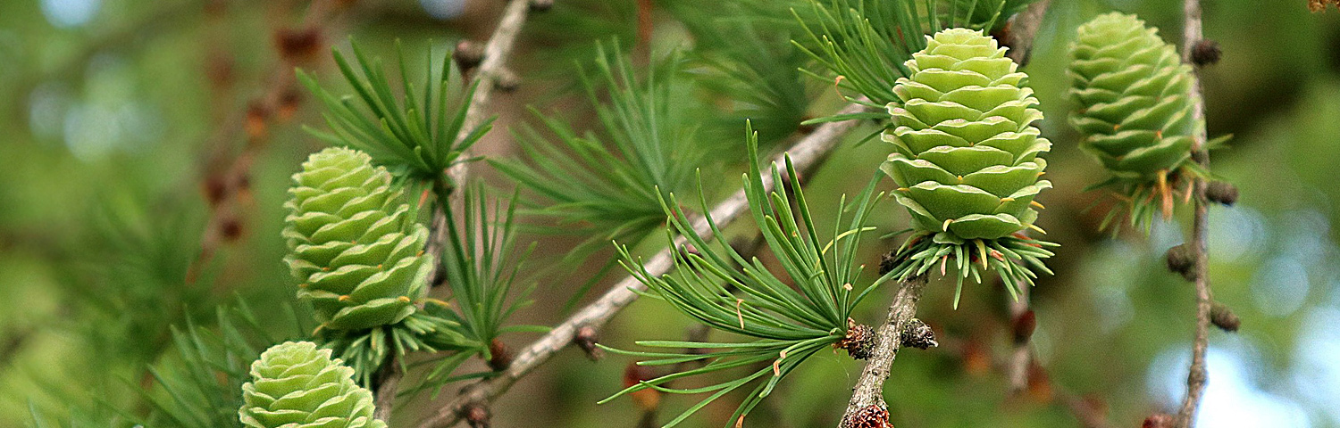 LARIX DECIDUA