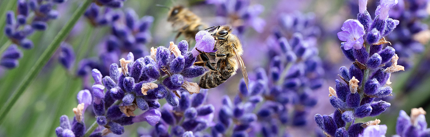 LAVANDULA ANG PLATINUM BLONDE