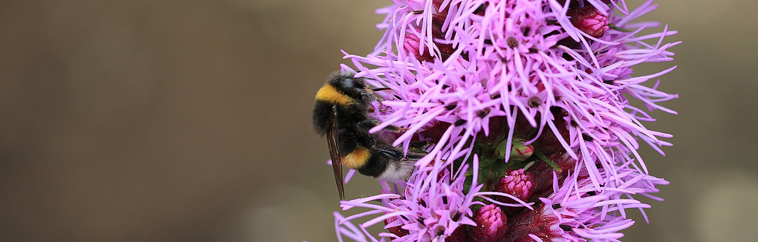 LIATRIS