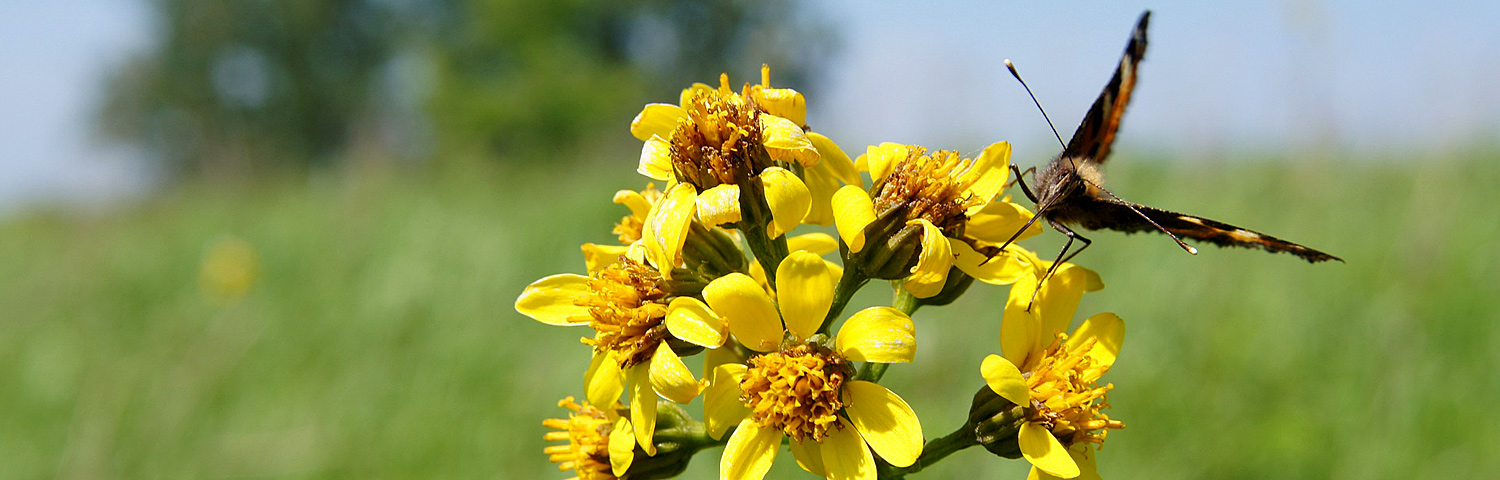 LIGULARIA DEN BRITT-M CRAWFORD