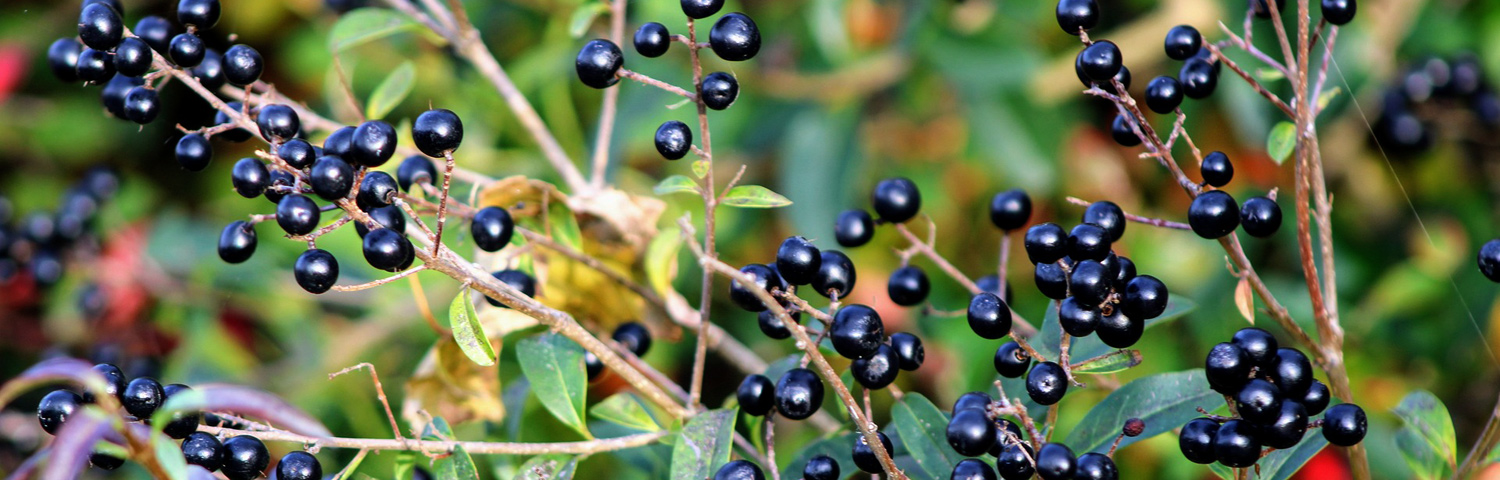 LIGUSTRUM OBT REGAL
