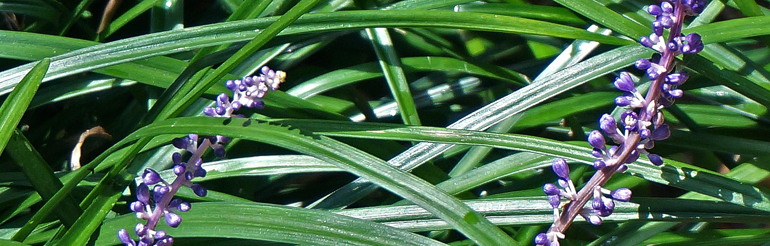 LIRIOPE MUS BIG BLUE