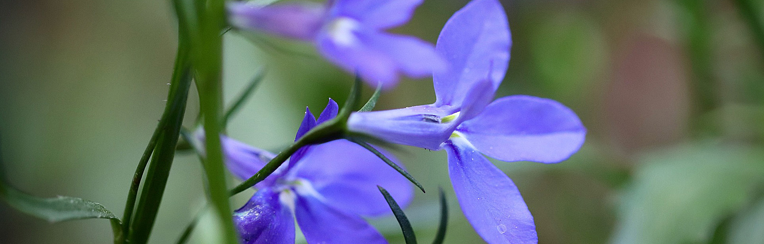 LOBELIA SPE STARSHIP DEEP ROSE