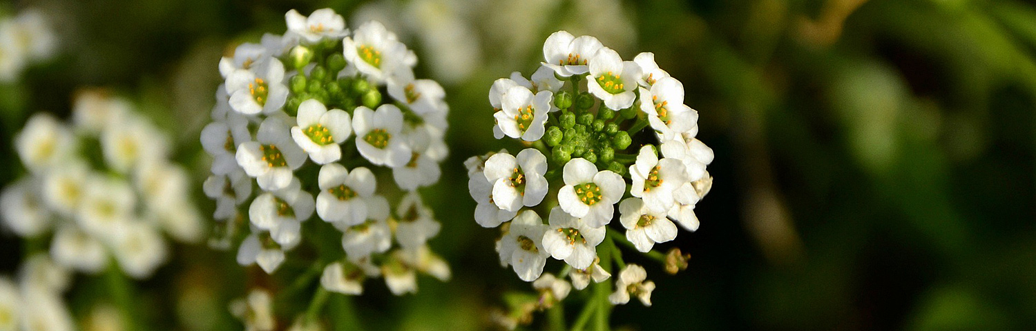 LOBULARIA WHITE