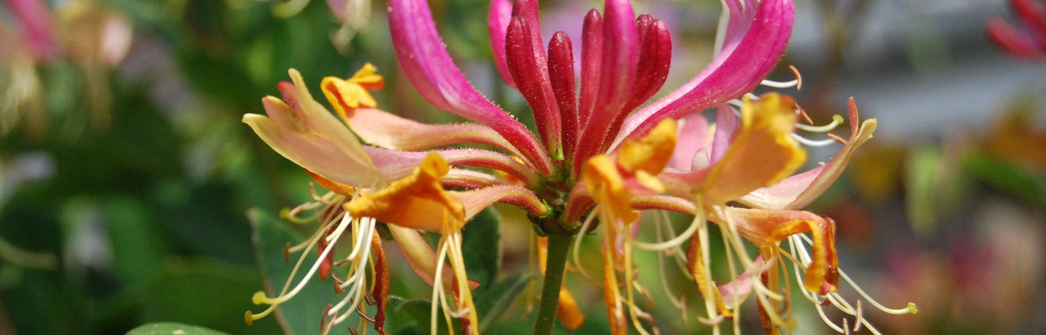 LONICERA PER PEACHES AND CREAM