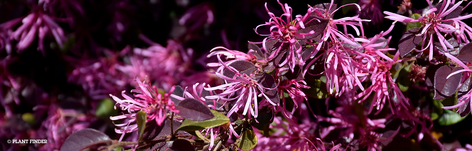 LOROPETALUM PLUM DELIGHT