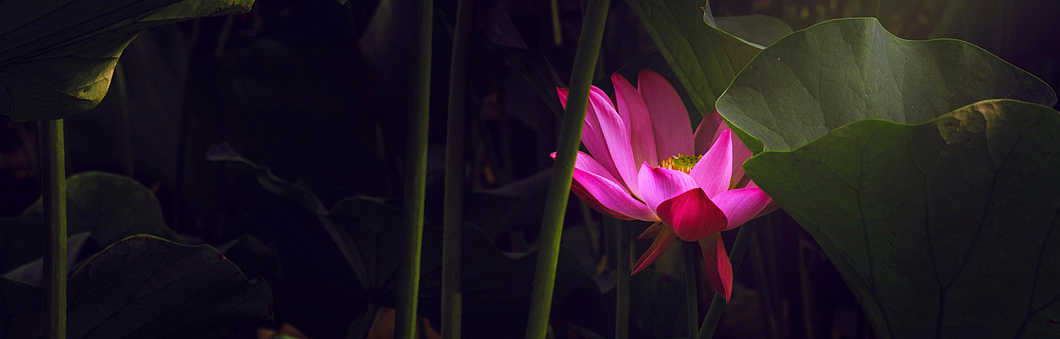LOTUS