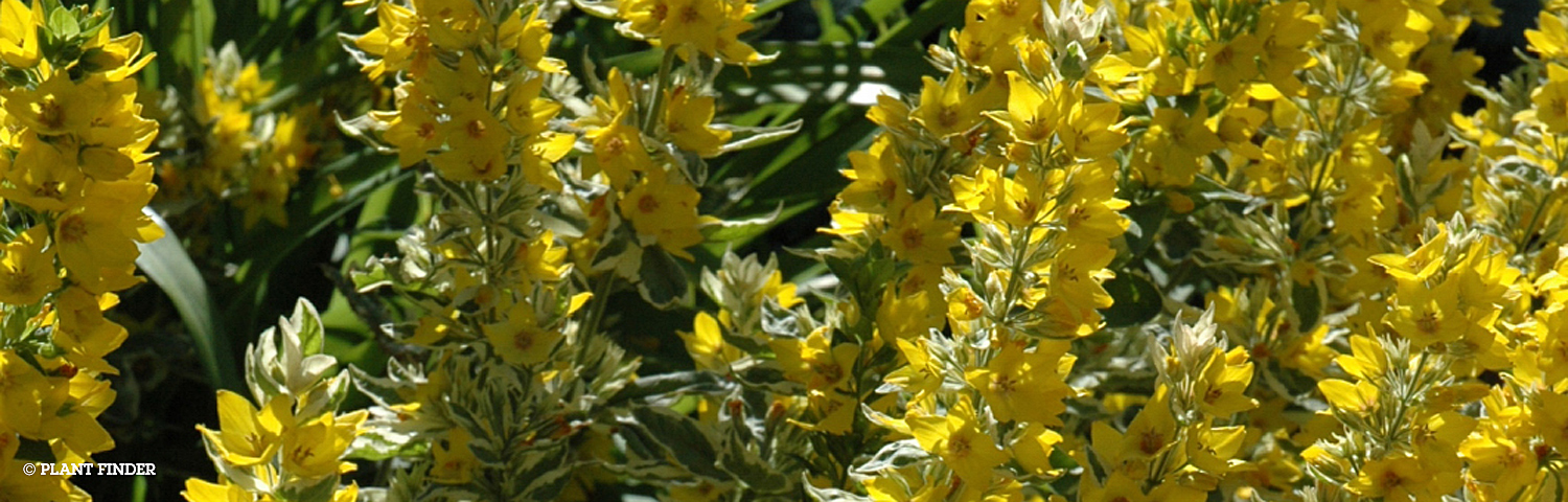 CREEPING JENNY
