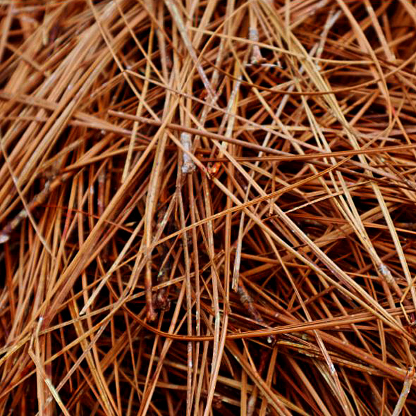 MULCH PINE STRAW BALE