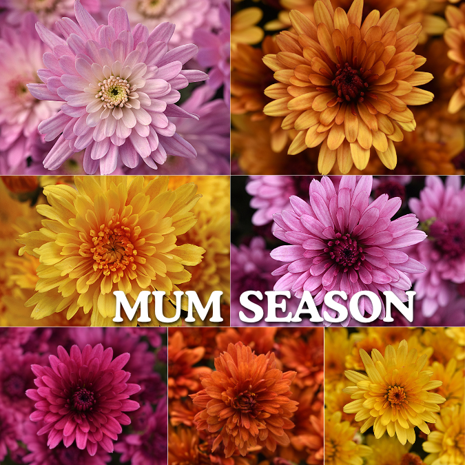 Sneak Peek at Fall Offerings