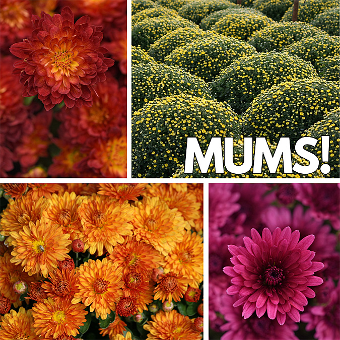 Mums are Released