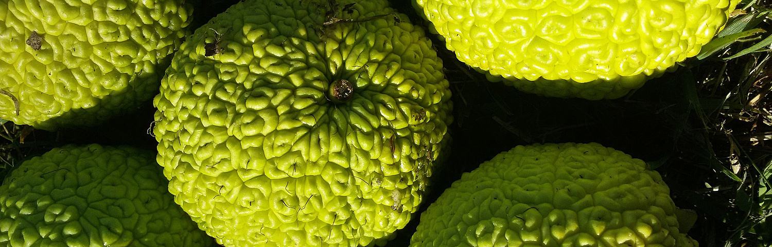 MACLURA POM WICHITA