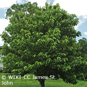 Cucumber Magnolia - Magnolia acuminata - Pennsylvania native tree