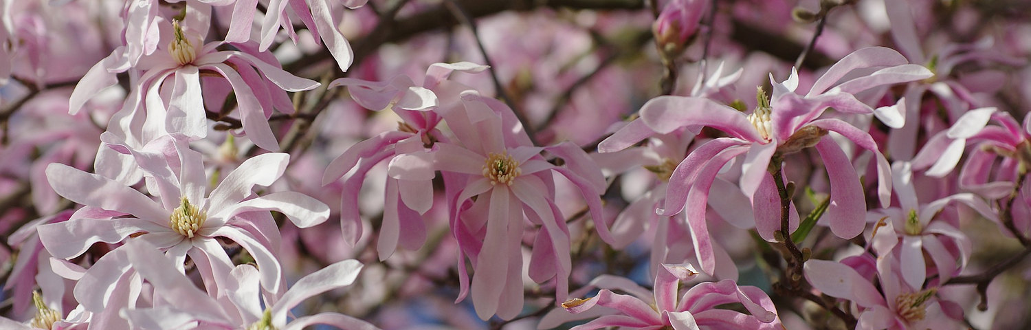 MAGNOLIA VIR