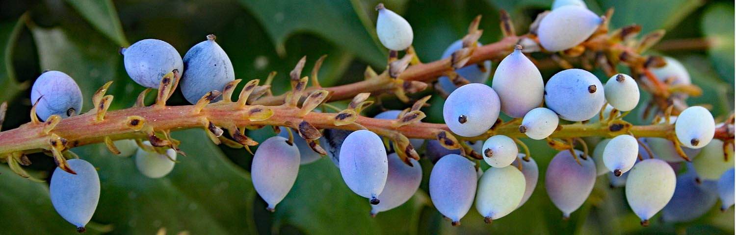 MAHONIA