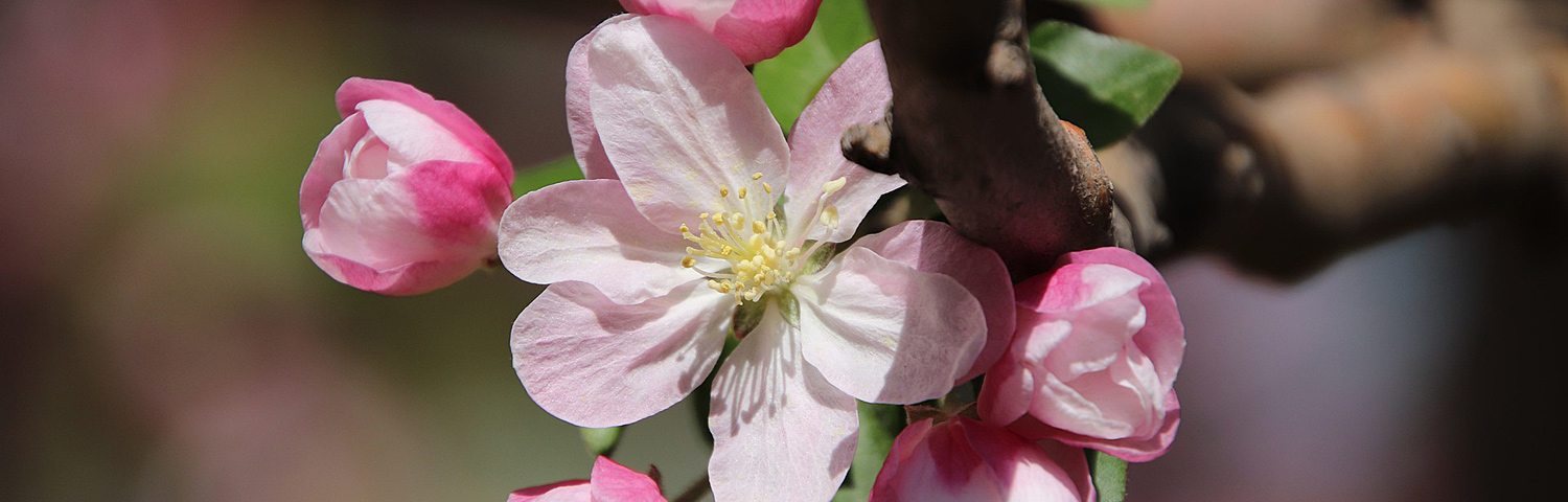 apple tree