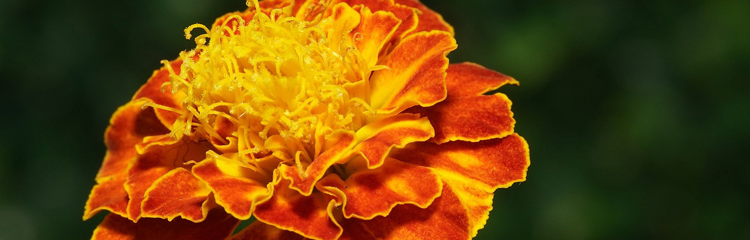 MARIGOLD SMALL BLOOM ORANGE