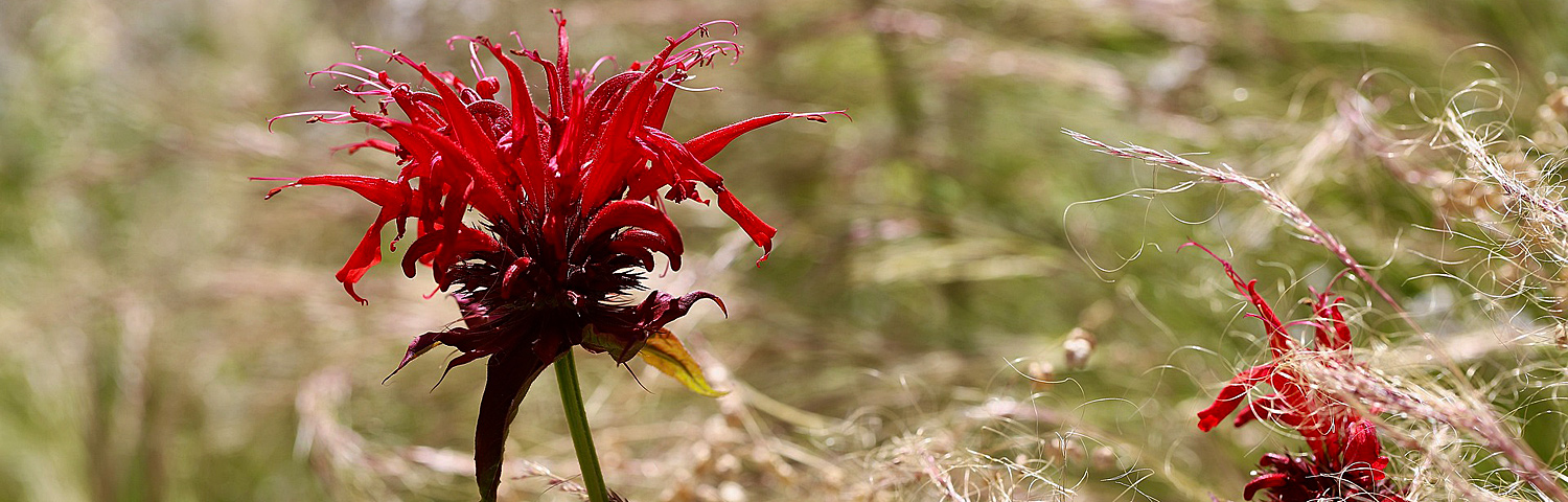MONARDA BEE MERRY