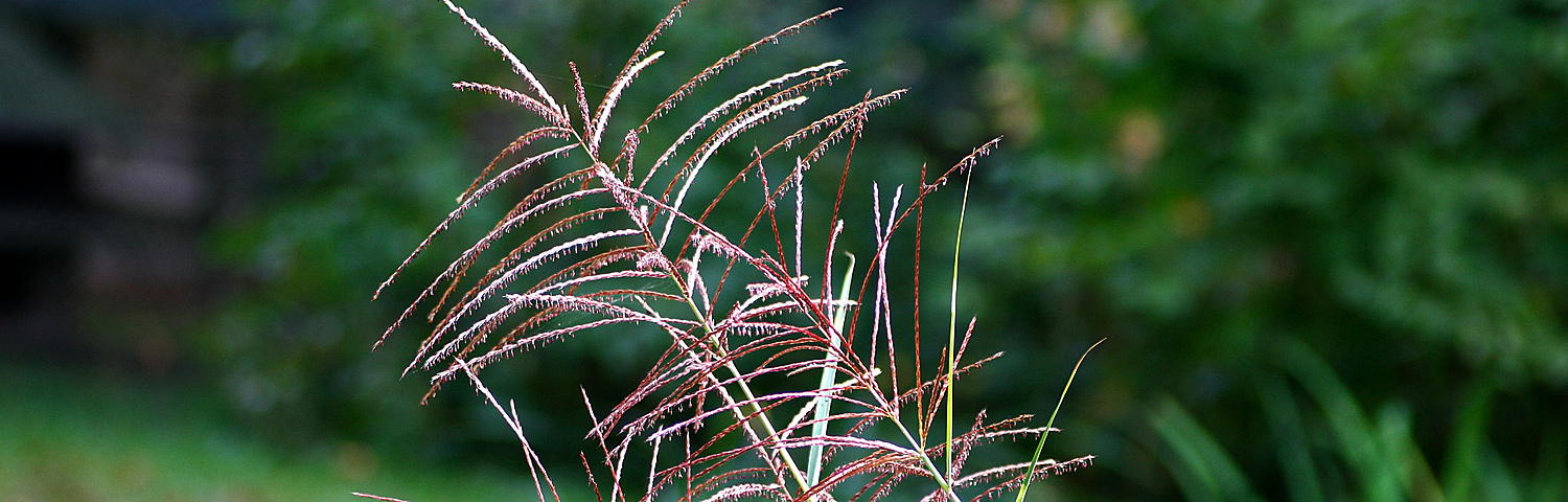 MUHLENBERGIA UNDAUNTED
