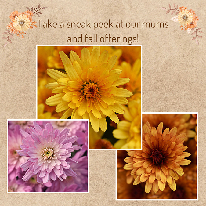 Sneak Peek at Fall Offerings