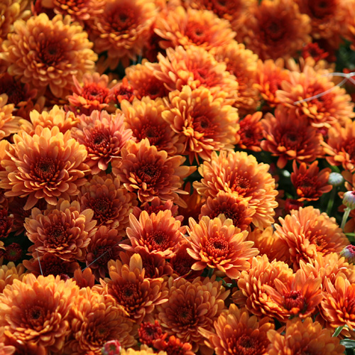 orange mums