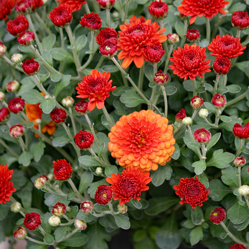 mums that are orange