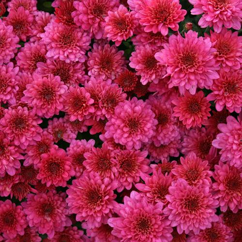 pink mums