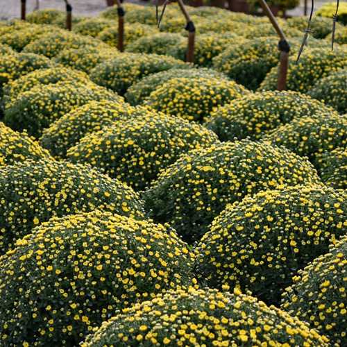 yellow mums