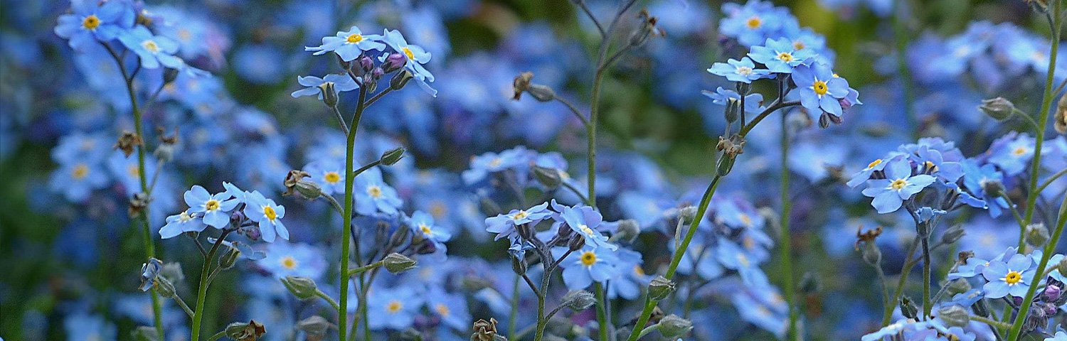 MYOSOTIS