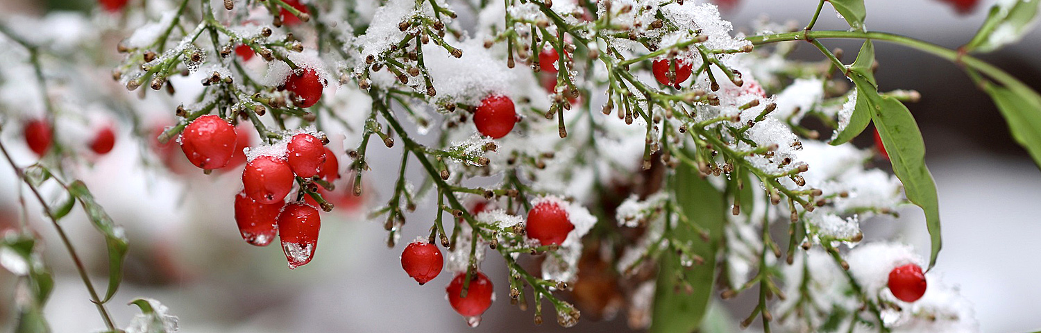 NANDINA
