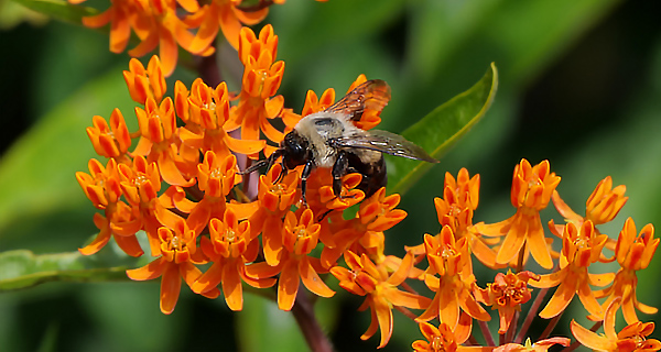 Native Perennials