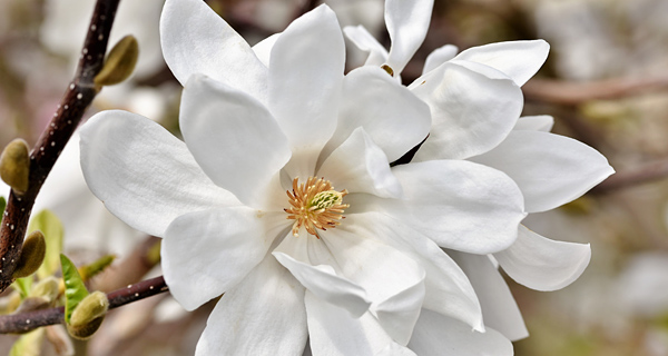 Native Trees and Shrubs info