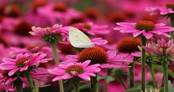 native plant reference