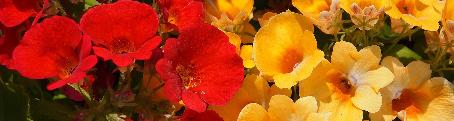NEMESIA