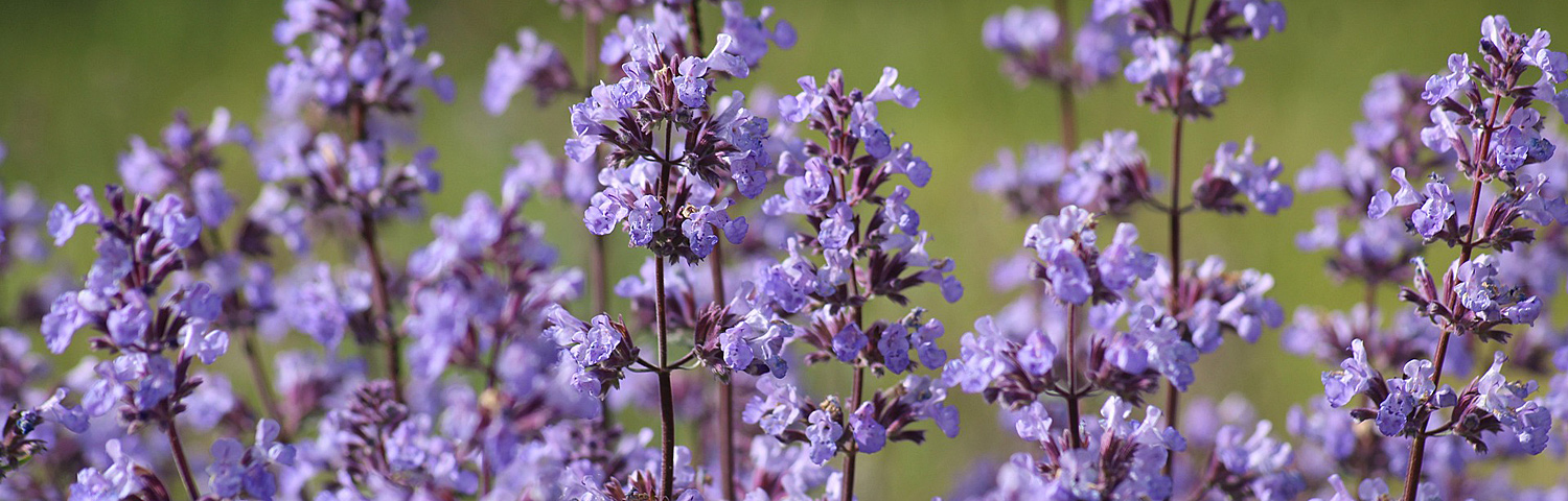 NEPETA KUB NEPTUNE