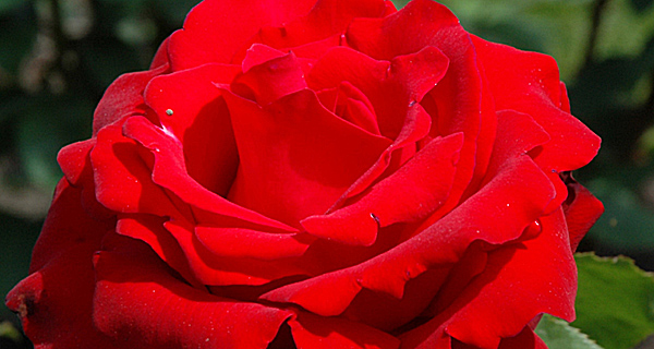 new roses reference