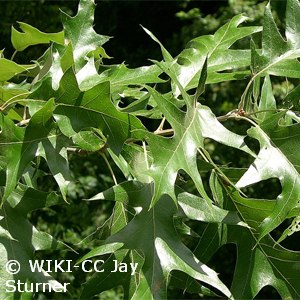 Quercus velutina - Northern Black Oak - Pennsyvania native tree