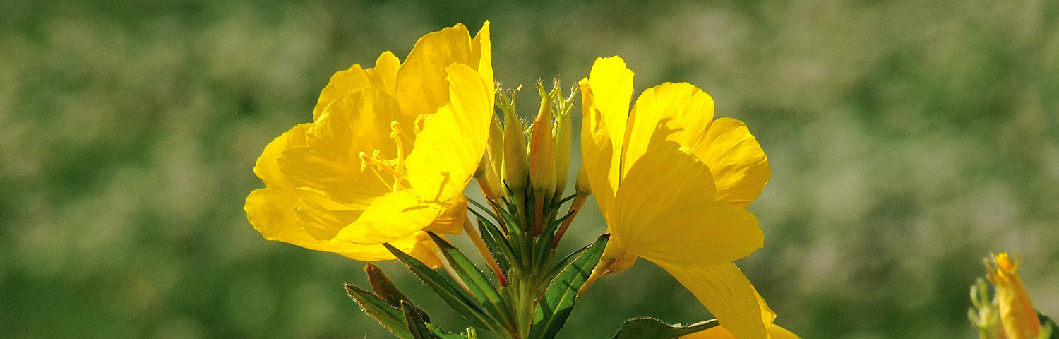 OENOTHERA