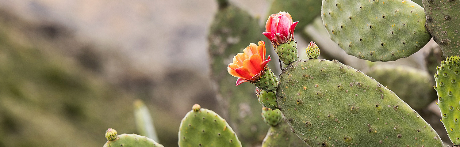 OPUNTIA