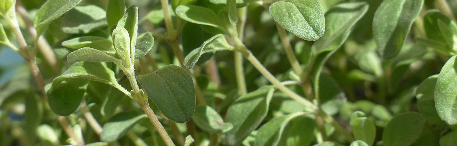 ORIGANUM
