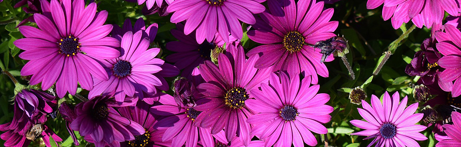 OSTEOSPERMUM