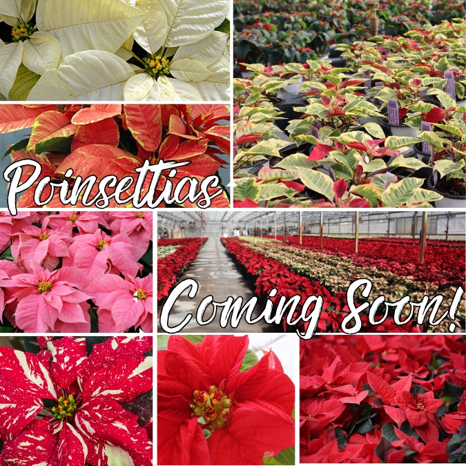 POINSETTIAS