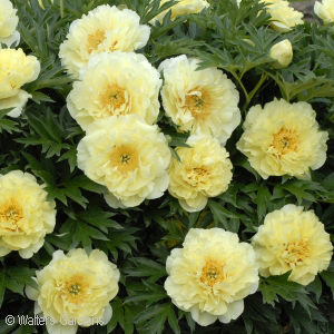 Paeonia Itoh varieties