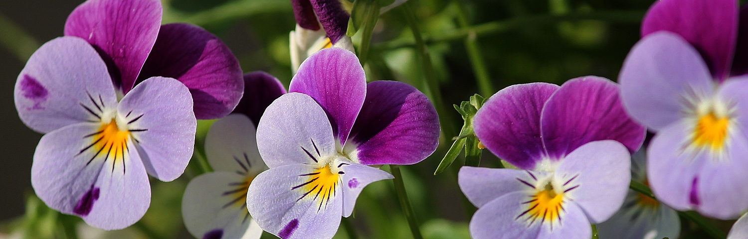PANSY