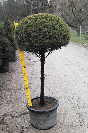 Patio Tree Type