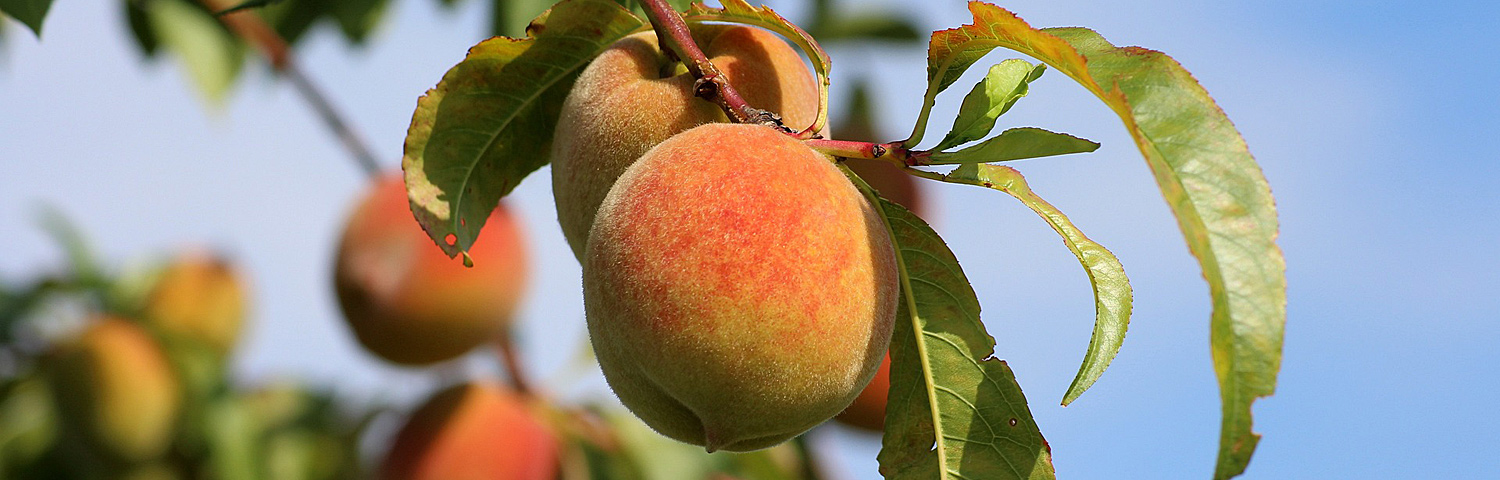 PEACH FRUIT